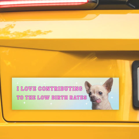 funny feminist bumper sticker that says i love contributing to the low birth rates in pink retro writing featuring a photo of a Chihuahua with its tongue sticking out- shop feminist trash store for feminist bumper magnets, political clothes and feminist apparel 
