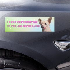 funny feminist bumper sticker that says i love contributing to the low birth rates in pink retro writing featuring a photo of a Chihuahua with its tongue sticking out- shop feminist trash store for feminist bumper magnets, political clothes and feminist apparel 